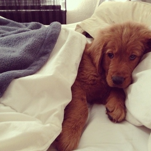 tumblr_mj84p8Buyr1r834c4o1_500