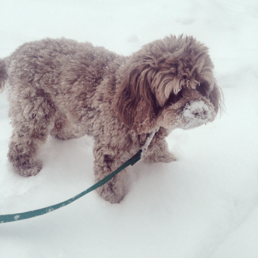 Screen Shot 2015-03-23 at 1.38.43 PM