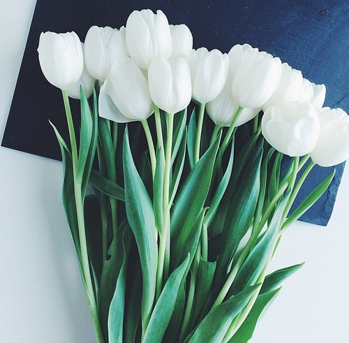 tumblr_n4dx7fnan51shnoaio1_500